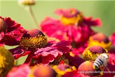 Sonnenbraut 'Rubinkuppel' 1 Liter Topf