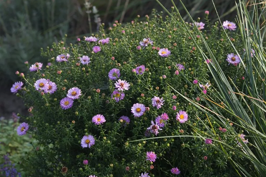 Kissen-Aster 'Tina' 0,5 Liter Topf