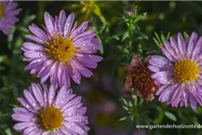 Kissen-Aster 'Tina' 0,5 Liter Topf