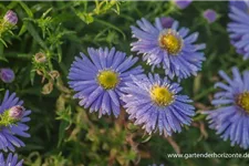 Kissen-Aster 'Zwergenhimmel' 9 x 9 cm Topf 0,5 Liter