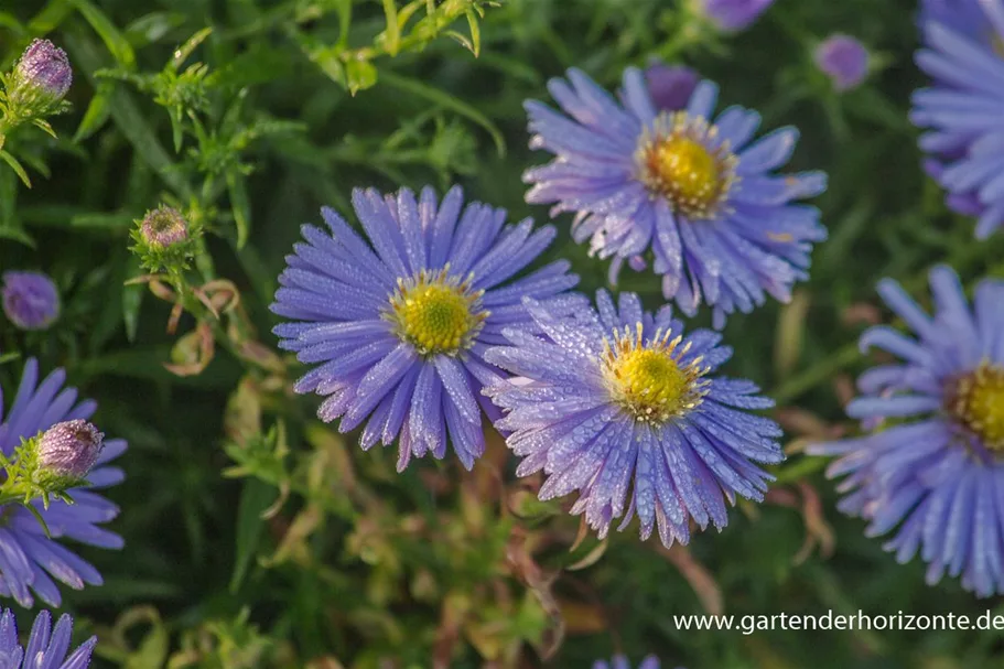 Kissen-Aster 'Zwergenhimmel' 9 x 9 cm Topf 0,5 Liter