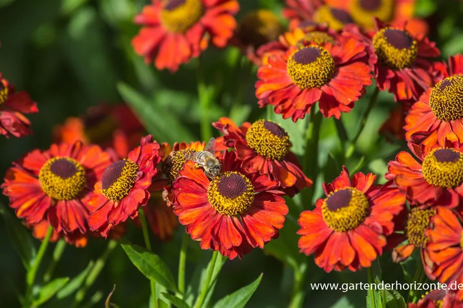 Sonnenbraut 'Ruby Charm' 1 Liter Topf