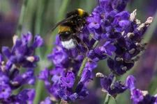 Tiefviolettblühender Lavendel 'Hidcote Blue' 3 Liter Topf