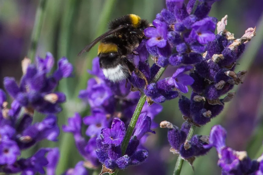 Tiefviolettblühender Lavendel 'Hidcote Blue' 3 Liter Topf