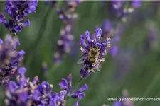 Tiefviolettblühender Lavendel 'Hidcote Blue' 3 Liter Topf