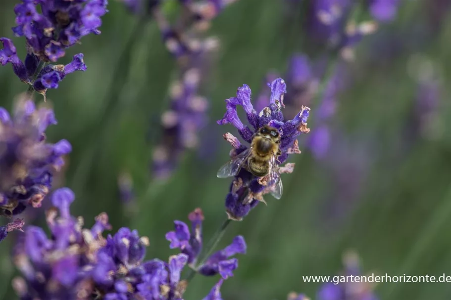 Tiefviolettblühender Lavendel 'Hidcote Blue' 3 Liter Topf