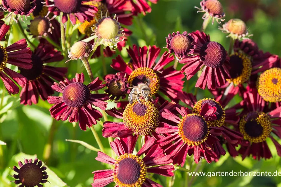 Sonnenbraut 'Ruby Tuesday' 1 Liter Topf