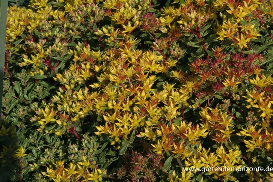 Reichblühendes Teppich-Sedum 'Weihenstephaner Gold' 9 x 9 cm Topf 0,5 Liter