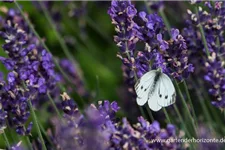 Tiefviolettblühender Lavendel 'Hidcote Blue' 3 Liter Topf