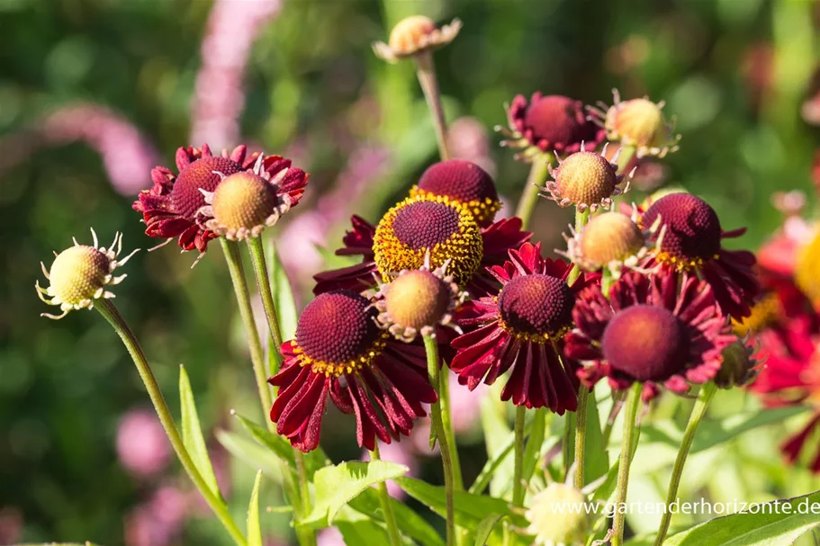 Sonnenbraut 'Ruby Tuesday' 1 Liter Topf