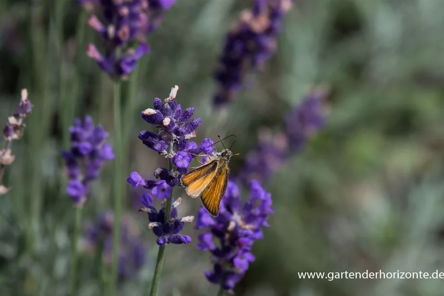 Tiefviolettblühender Lavendel 'Hidcote Blue' 3 Liter Topf