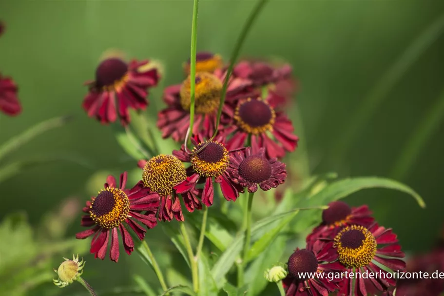 Sonnenbraut 'Ruby Tuesday' 1 Liter Topf