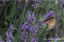 Tiefviolettblühender Lavendel 'Hidcote Blue' 3 Liter Topf