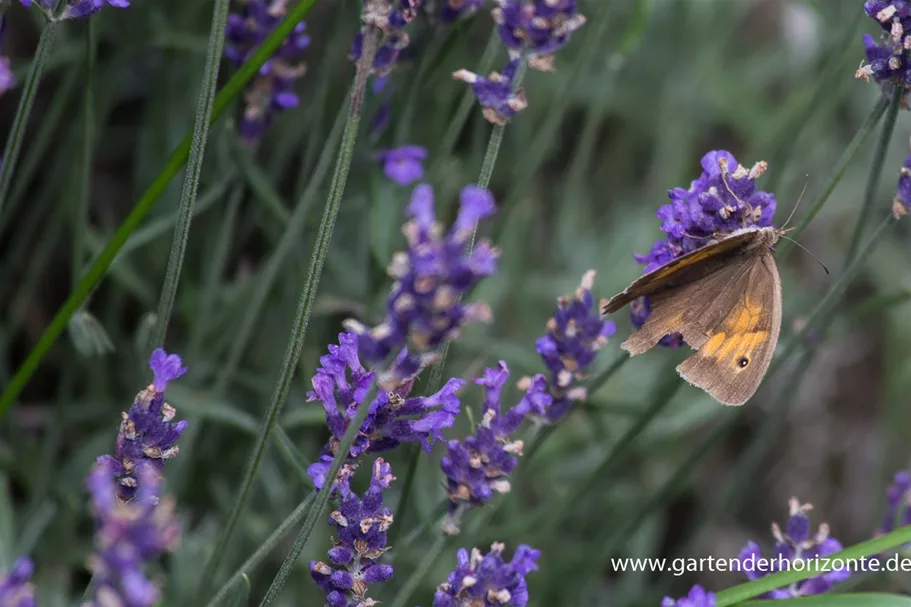 Tiefviolettblühender Lavendel 'Hidcote Blue' 3 Liter Topf