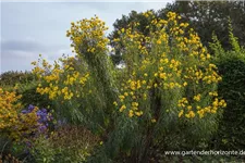 Klafterlange Sonnenblume 1 Liter Topf