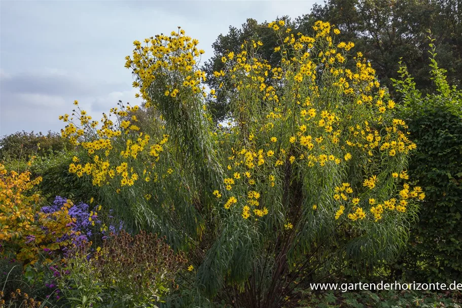 Klafterlange Sonnenblume 1 Liter Topf