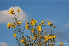 Klafterlange Sonnenblume 1 Liter Topf