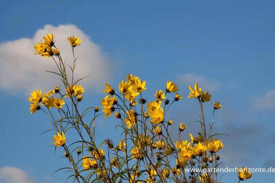 Klafterlange Sonnenblume 1 Liter Topf