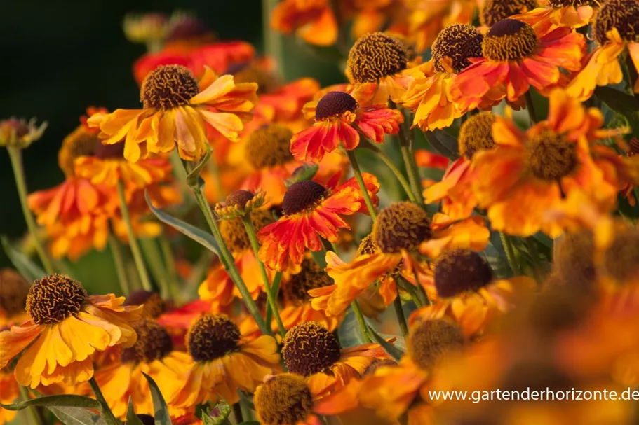 Sonnenbraut 'Schmetterlingspflanze' 1 Liter Topf