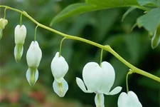 Tränendes Herz 'Alba' 1 Liter Topf