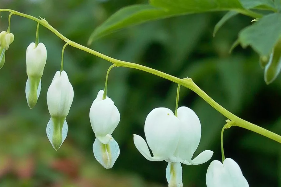 Tränendes Herz 'Alba' 1 Liter Topf