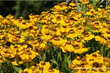 Sonnenbraut 'Zimbelstern' 1 Liter Topf