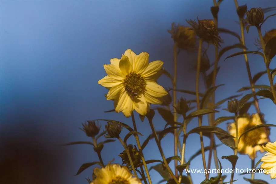 Riesen Sonnenblume 'Sheila' 1 Liter Topf