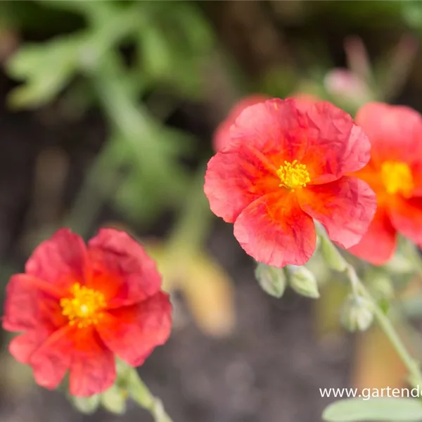 Sonnenröschen 'Chocolate Blotch'