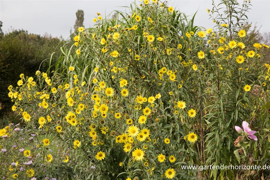 Riesen Sonnenblume 'Simon Wiesenthal' 1 Liter Topf