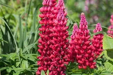 Westcountry Lupine 'Beefeater'