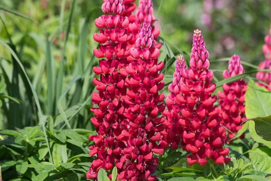 Westcountry Lupine 'Beefeater'