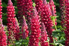 Westcountry Lupine 'Beefeater'