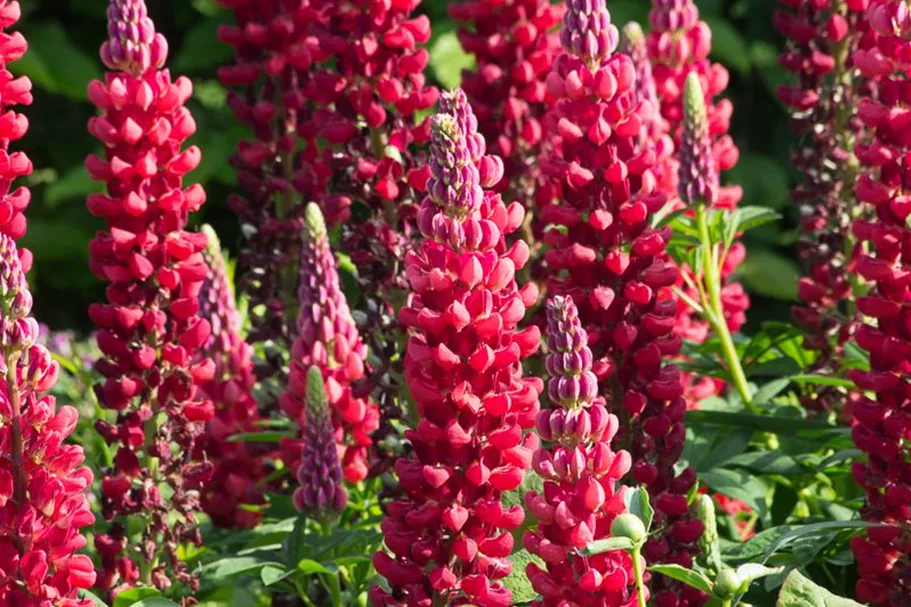 Westcountry Lupine 'Beefeater'