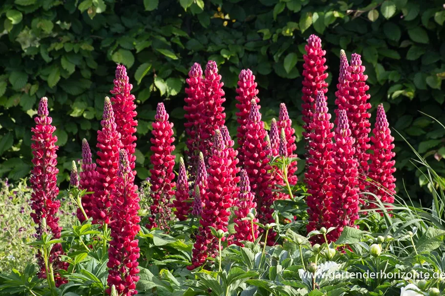 Westcountry Lupine 'Beefeater'