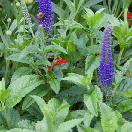 Scheinähriger Ehrenpreis 'Ulster Dwarf Blue'