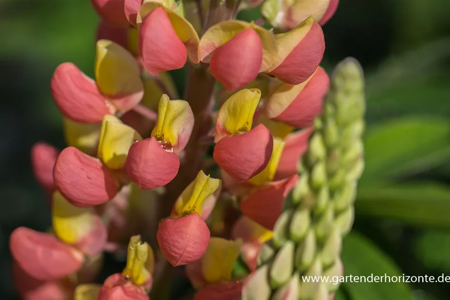 Westcountry Lupine 'Gladiator'