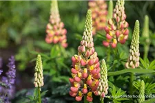 Westcountry Lupine 'Gladiator'