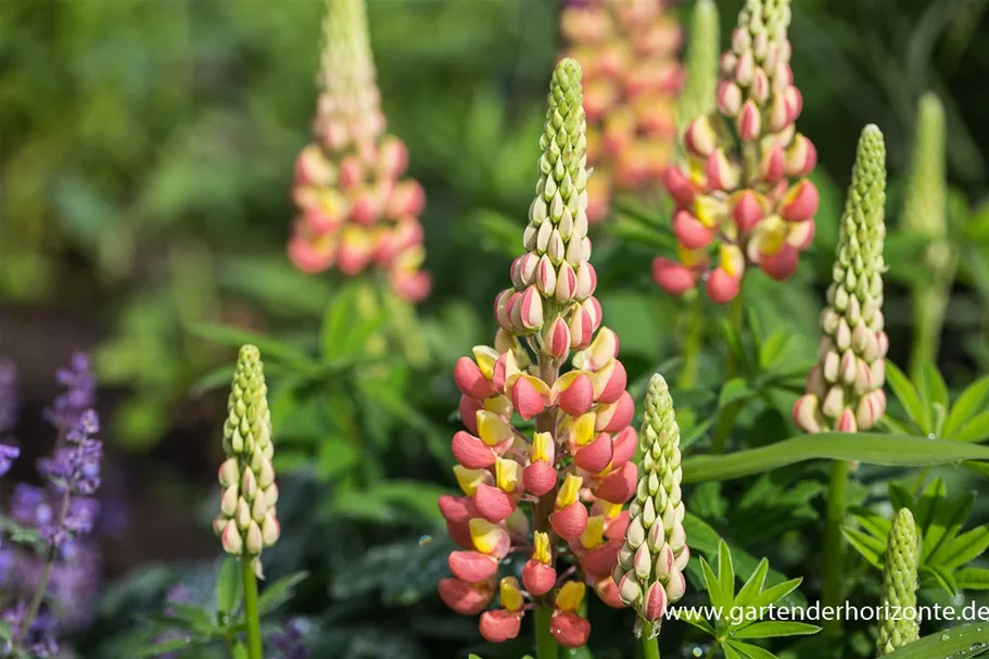 Westcountry Lupine 'Gladiator'