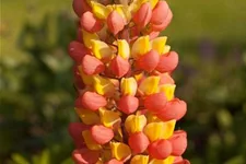 Westcountry Lupine 'Gladiator'