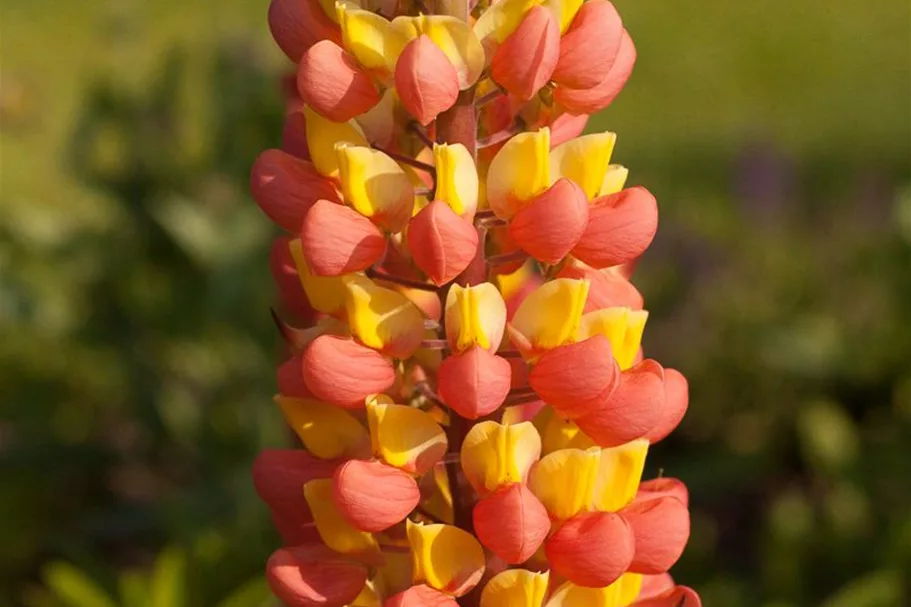 Westcountry Lupine 'Gladiator'