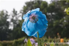 Scheinmohn 'Lingholm' 0,5 Liter Topf