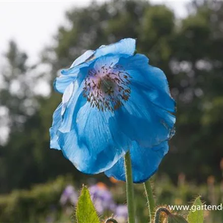 Scheinmohn 'Lingholm'