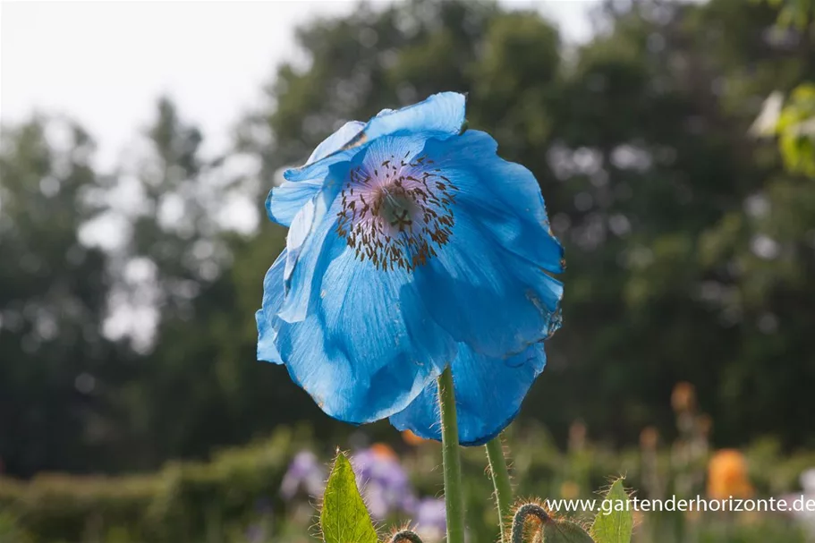 Scheinmohn 'Lingholm' 0,5 Liter Topf