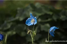 Scheinmohn 'Lingholm' 0,5 Liter Topf