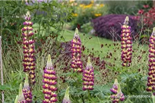 Westcountry Lupine 'Manhattan Lights' 1,3 Liter Topf