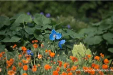 Scheinmohn 'Lingholm' 0,5 Liter Topf