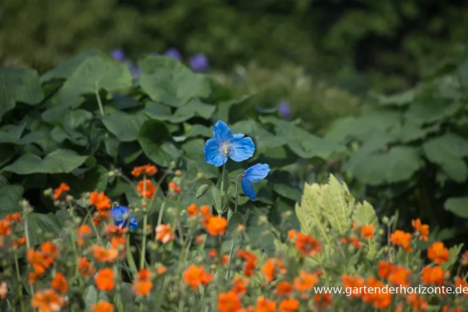 Scheinmohn 'Lingholm' 0,5 Liter Topf