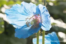 Scheinmohn 'Lingholm' 0,5 Liter Topf