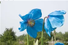 Scheinmohn 'Lingholm' 0,5 Liter Topf