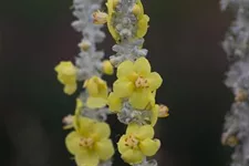 Seidige Königskerze 'Polarsommer' 1 Liter Topf